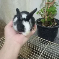 خرگوش