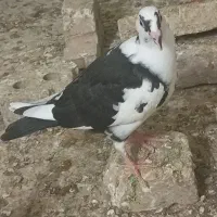 کفتر شازده