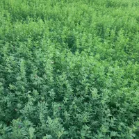 فروش یونجه قیمت توافقی