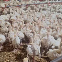 جوجه بوقلمون بیوتی ۶