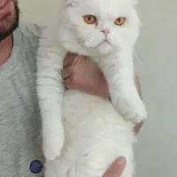 حنا
