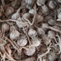 سیر محلی اصل و کاملا خشک