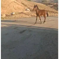 اسب|اسب و تجهیزات اسبسواری|خرمآباد, |دیوار