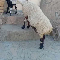 1رس میش درگ جوان زائده بره چینی جنس فروشی