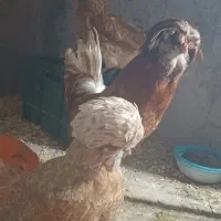 تخم مرغ و جوجه پولند و جوجه سلطان