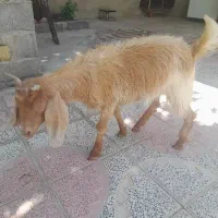 کهره ماده نژاد دار سلام در سلامت کامل