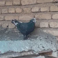 کبوتر
