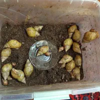 حلزون برای سرمایه گذاری