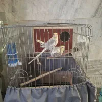 عروس هلندی