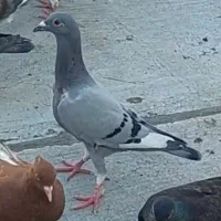 کفتر کبوتر آلمانی و رنگه
