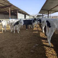 گوساله قطع شیر