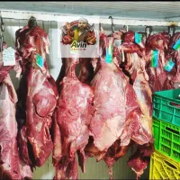 اکبرجوجه وگوساله سردست وران