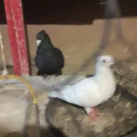 جفت کرمانی تاج دار