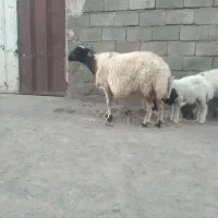 میش بدون شیره