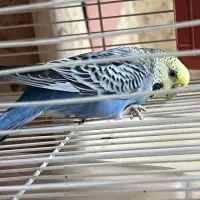 یه جفت مرغ عشق نر و ماده