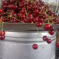 آلبالو پیوندی درشت فقط امروز