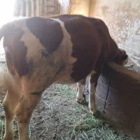 گوساله ماده  ۱۰ماهه