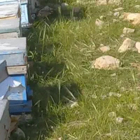 فر معاوضه کندو زنبور عسل با سواری،وانت،موتور