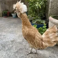 تخم مرغ بومی