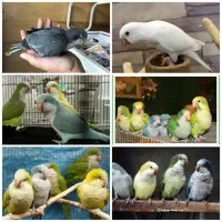 راهب های جوجه نرمخور و دونخور رنگ های زیبا