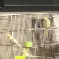 عروس هلندی با جوجه