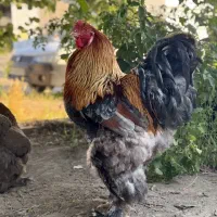 جوجه برهما