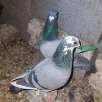 کبوتر|پرنده|زاهدان, |دیوار