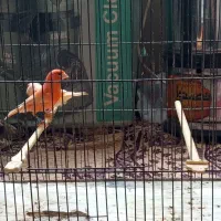 قناری ر فاکتور|پرنده|مشهد, ابوذر|دیوار