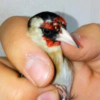 سهره نر لک و پیس دار