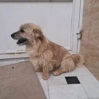 سگ باهوش