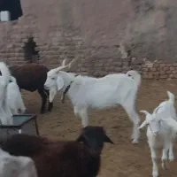 بز سانن