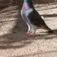 کبوتر مسافتی