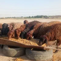 بره|حیوانات مزرعه|باقرشهر, |دیوار