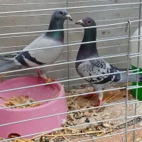 کفتر سبز گم شده زارچ بلوار دعایی