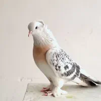 با سلام.. کبوتر ترکیه ماده میسکی تازه بالغ