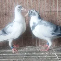جوجه ابلغ آلمانی