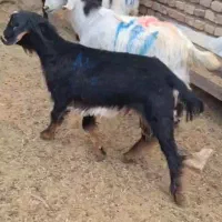 بز وبزغاله نر