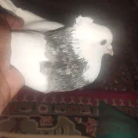 کفتر