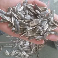 خیار|گل و گیاه طبیعی|تربت جام, پارک جنگلی|دیوار