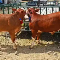 برای توضیحات بیشتر تماس بگیرید حمل‌گوساله