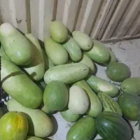 هندوانه