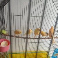 ۶ عدد قناری ۵تا نر|پرنده|قزوین, |دیوار