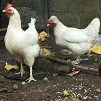 سه عدد مرغ ضایعات معاوضه دارم