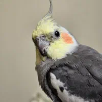 دو عدد عروس هلندی