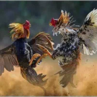 گروه لاری بازان اسطوره ای
