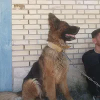 سگ ژرمن