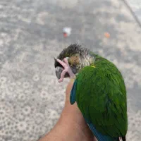 طوطی گرینچیک