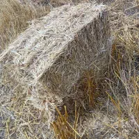پرس گندم و کلش