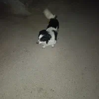 دو قلاده سگ