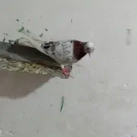 کفتر سرور